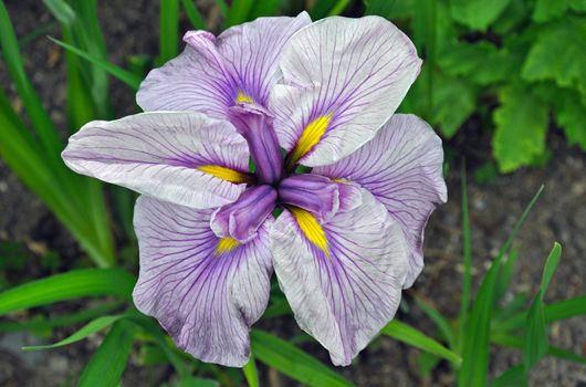 Close up of beautiful purple and yellow iris flower in full bloom