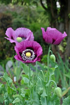 Three beautiful purple poppy flowers