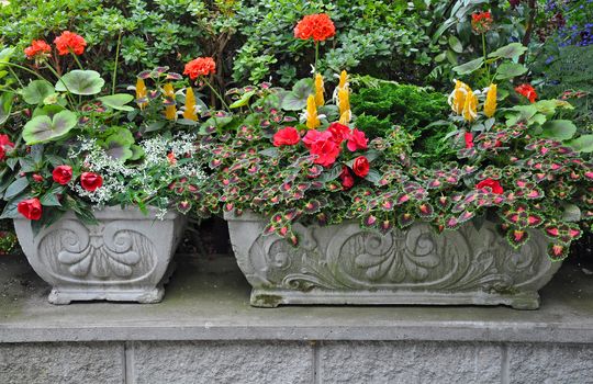 Decorative stone flower planters filled with geraniums