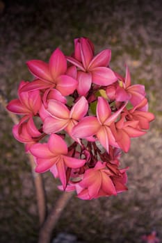 plumeria flower on the tree by blur and green leaves background.