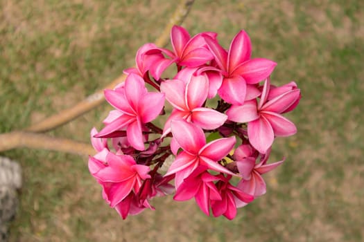 plumeria flower on the tree by blur and green leaves background.