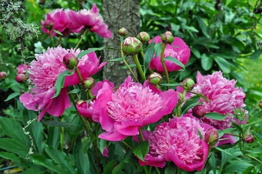 Beautiful pink peony flowers in full bloom