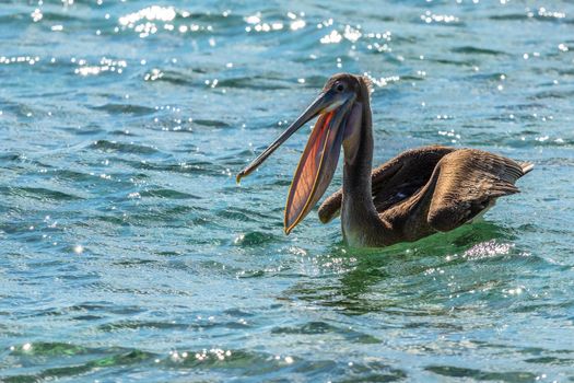 Hungry brown pelican with open beak drifting on the sea surface, near Carriacou island, Grenada, Caribbean sea