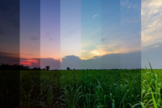 Different shade color of high view of sugar cane in sunset time