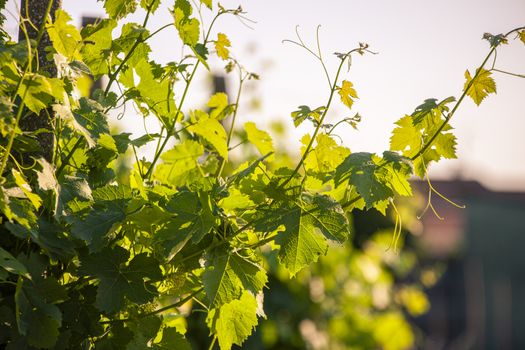 Vine leaves detail at sunset time in spring