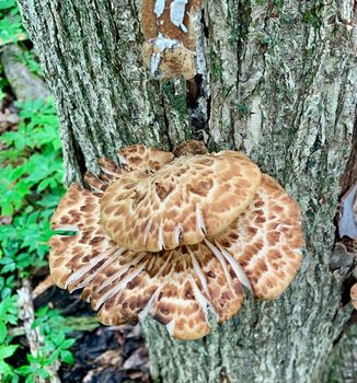 The Dryad’s saddle mushroom in it's natural setting on a tree trunk.