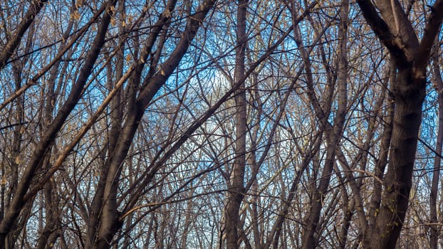 Tree branches against the blue sky, clouds, dawn, sunset. Forest, Park, nature. Autumn-springAutumn-spring