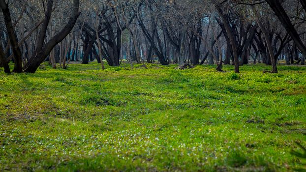 Walk in the Park on the green grass. Healthy lifestyle and fresh air. Beautiful nature. Spring, autumn and summer. Tree garden