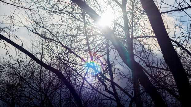 Tree branches on the background of sunlight. Sky, clouds, dawn, sunset. Forest, Park, nature.