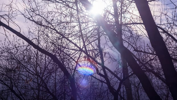 Silhouettes of branches and tree trunks in the forest, the Park against the sky and clouds. Sun glare, ray of light, sunlight. dawn, sunset, nature.