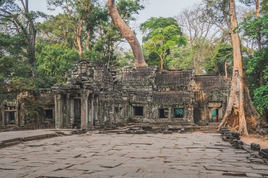 Cambodia Angkor Wat Ta Prohm Temple Tomb Raider Tree Roots Ruins. Siem Reap, Cambodia 