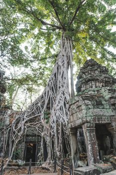 Huge Banyan Tree Ancient Angkor Wat Ruins Panorama Sunrise Asia. Angkor Temples Ta Prohm. Siem Reap, Cambodia 