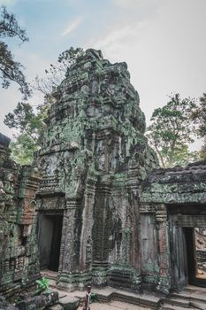 Huge Banyan Tree Ancient Angkor Wat Ruins Panorama Sunrise Asia. Angkor Temples Ta Prohm. Siem Reap, Cambodia