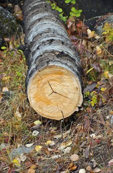 Freshly cut log on forest floor