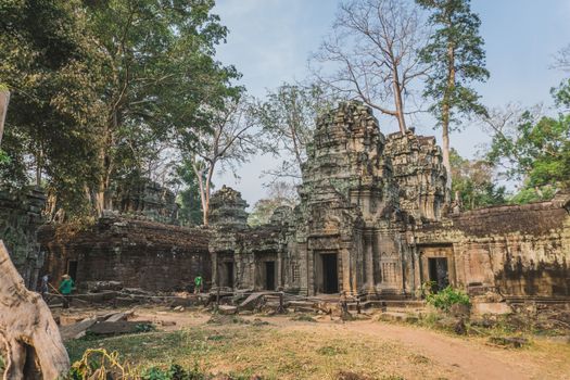 Huge Banyan Tree Ancient Angkor Wat Ruins Panorama Sunrise Asia. Banteay Kdei Temple. Siem Reap, Cambodia 
