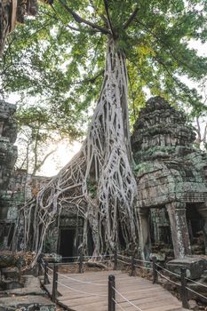 Huge Banyan Tree Ancient Angkor Wat Ruins Panorama Sunrise Asia. Angkor Temples Ta Prohm. Siem Reap, Cambodia 