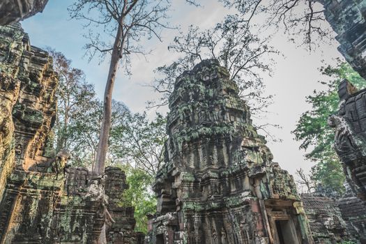 Huge Banyan Tree Ancient Angkor Wat Ruins Panorama Sunrise Asia. Angkor Temples Ta Prohm. Siem Reap, Cambodia 