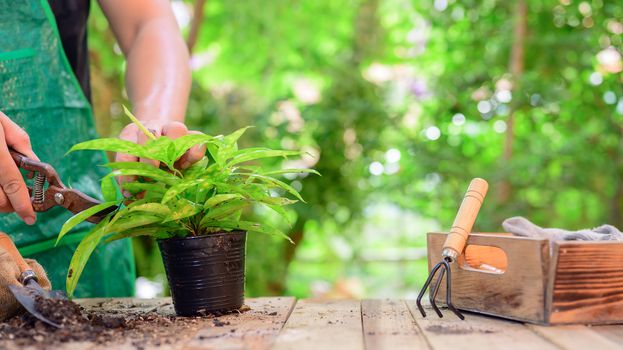 Home gardening when Lock down and Self-quarantine. Planting tree at botanic garden during the Corona virus crisis. Stay home for relax and Social distancing.