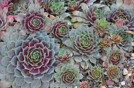 Purple and green hens and chicks plants