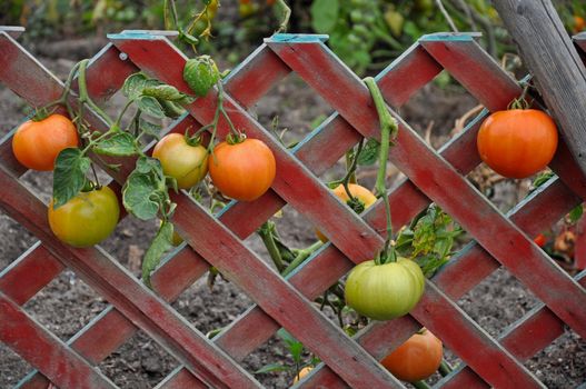 Red and green tomatoes growing on fence ready for harvest