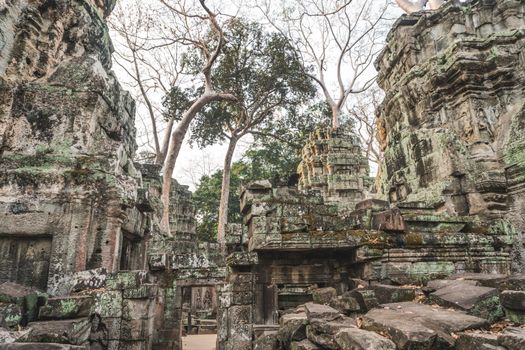 Huge Banyan Tree Ancient Angkor Wat Ruins Panorama Sunrise Asia. Angkor Temples Ta Prohm. Siem Reap, Cambodia