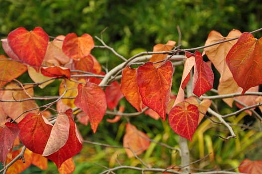 Beautiful orange autumn leaves on branch