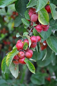 Little red crab apples in autumn ready for picking