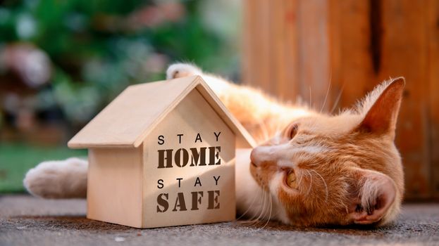 Cat with wooden house. Self-quarantine and stay home during Covid-19. Lovely pet in the garden with toy. Stay home stay safe and social distancing concept.