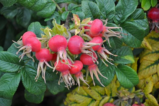 Cluster of pink rugosa rose hips in autumn