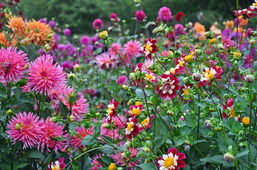 Colorful dahlias flower garden in late summer