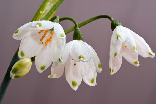 Beautiful white snowdrop flowers covered in raindrops