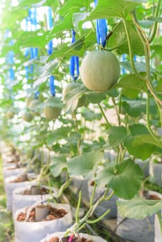 Fresh melon in greenhouse