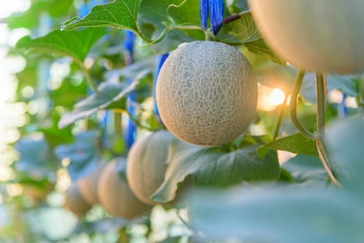 Fresh melon with sunlight in greenhouse