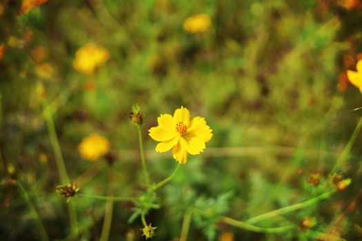 Selective focus of yellow flower blooming in the fields for nature concept