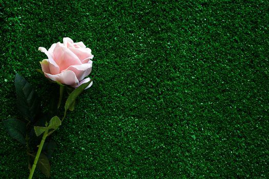 Pink rose on green grass background for valentine's day and love concept