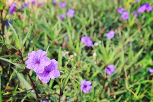 Selective focus of purple flower blooming in the fields for nature concept