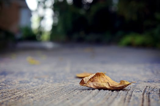 Dry leaf on the road amidst blurred building and green trees background