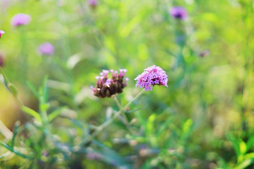 Selective focus of purple Verbena flower blooming in the fields for nature concept