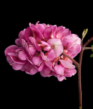 flowering branch Robinia neomexicana with pink inflorescence isolated on black background