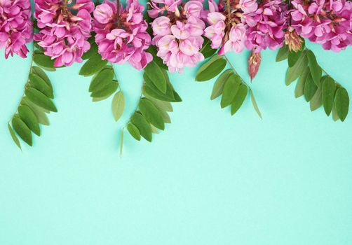flowering branch Robinia neomexicana with pink flowers, green leaf on a green background, top view, copy space