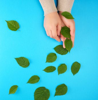 two female hands and green leaves, top view, concept of anti-aging procedures for rejuvenating and moisturizing the skin 