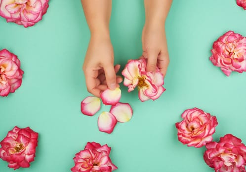 two hands of a young girl with smooth skin and pink rose petals on a green background, top view, fashionable concept for hand skin care