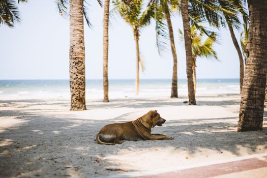 Brown dog lying down on white sand with beautiful beach, coconut tree and blue and clear sky background for travel and animal concept