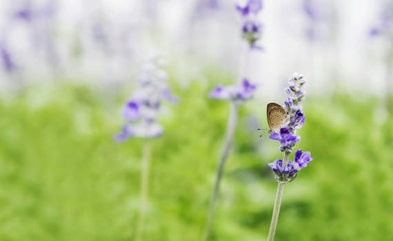Butterfly on violet flower