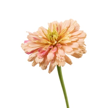pink bud of blooming zinnia isolated on white background, close up