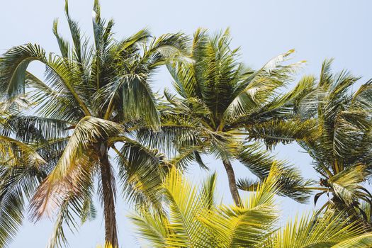 Coconut tree against blue and clear sky background for nature and environment concept