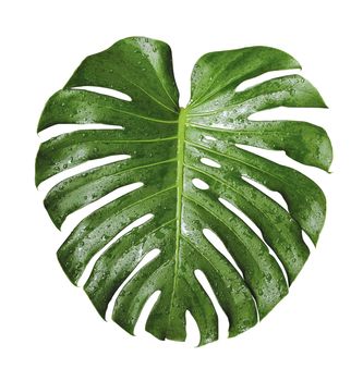Monstera deliciosa tropical leaf and water drop isolated on white background with clipping path