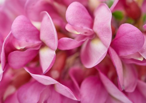 flowering branch Robinia neomexicana with pink inflorescence, close up