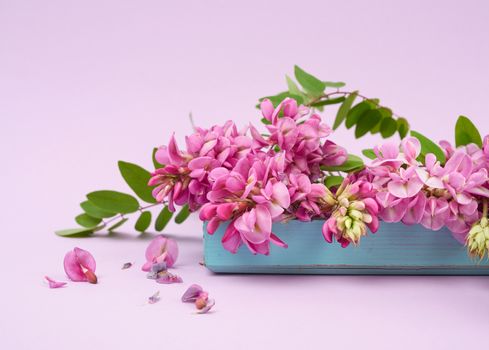 flowering branch Robinia neomexicana with pink flowers, green leaf on a purple background, close up