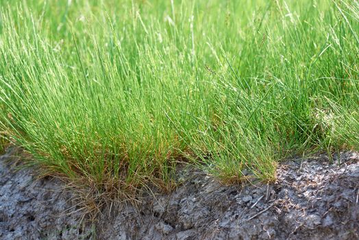 long stems of fresh green grass in the steppe zone of Ukraine, sunny day